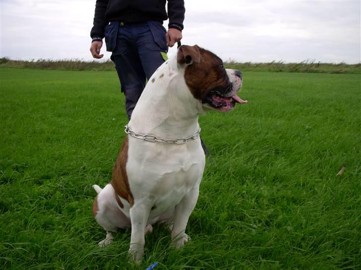 Blanding af racer Enzo billede 5