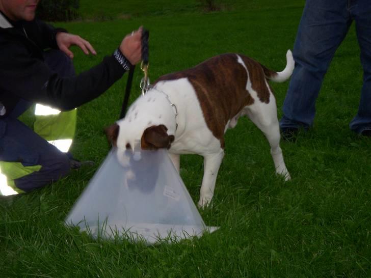 Blanding af racer Enzo - Der ligger en guffer dernede.. billede 6