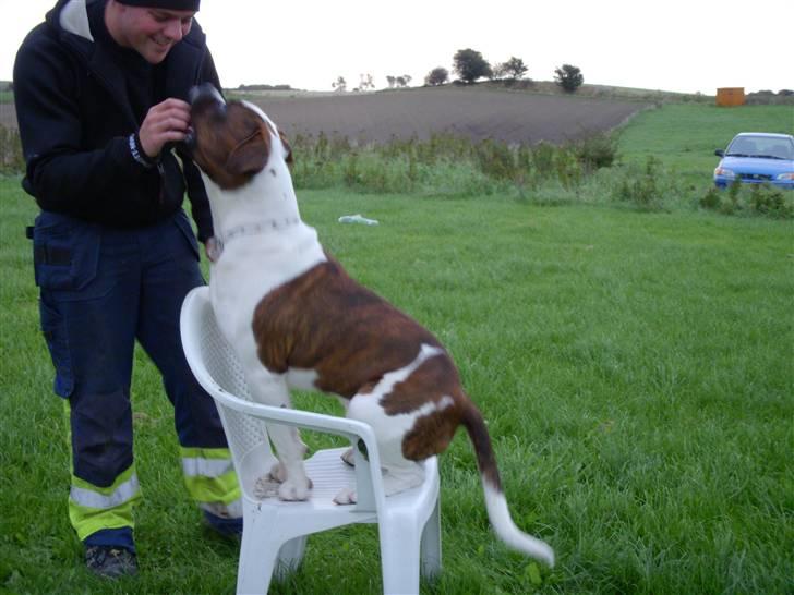 Blanding af racer Enzo billede 7