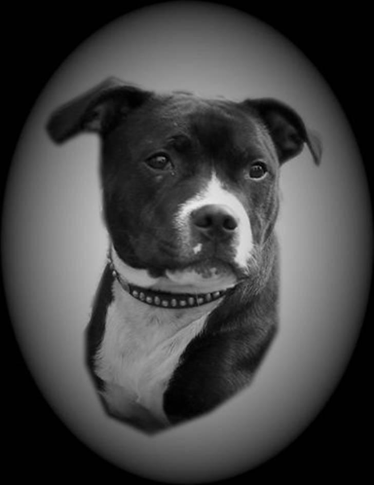 Staffordshire bull terrier Andy - Lavet af Charlotte...og tak for det...;o) billede 4