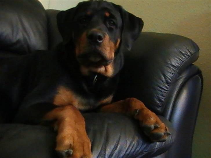 Rottweiler Nanci  (Har fået nyt hjem billede 1