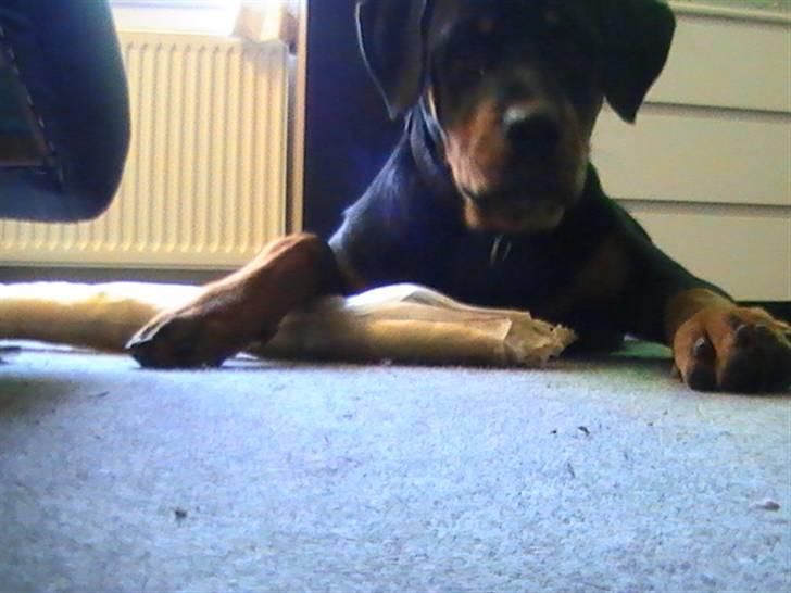 Rottweiler Nanci  (Har fået nyt hjem billede 3