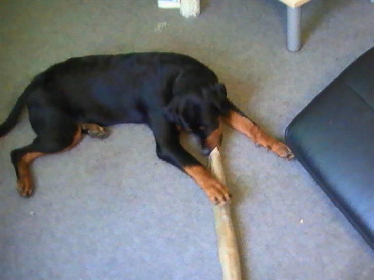 Rottweiler Nanci  (Har fået nyt hjem billede 4