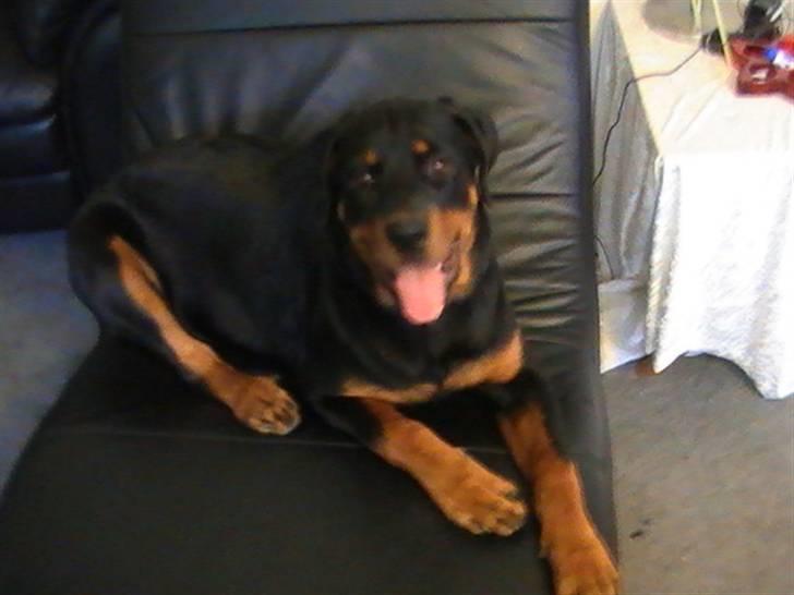 Rottweiler Nanci  (Har fået nyt hjem billede 5