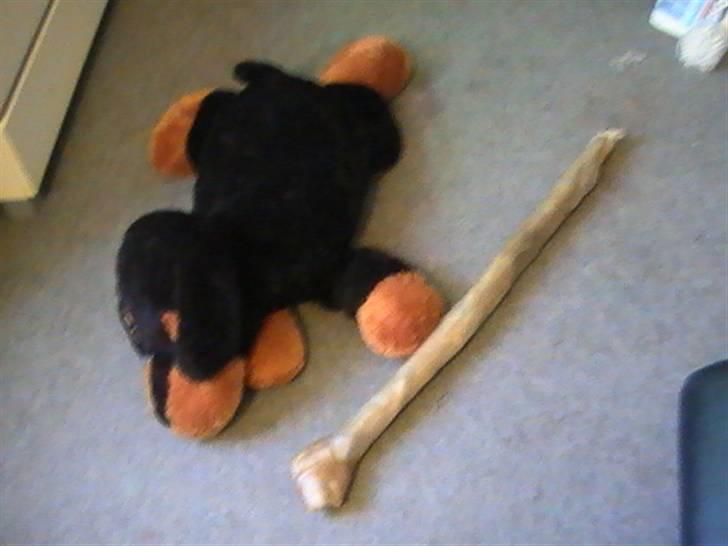 Rottweiler Nanci  (Har fået nyt hjem billede 6