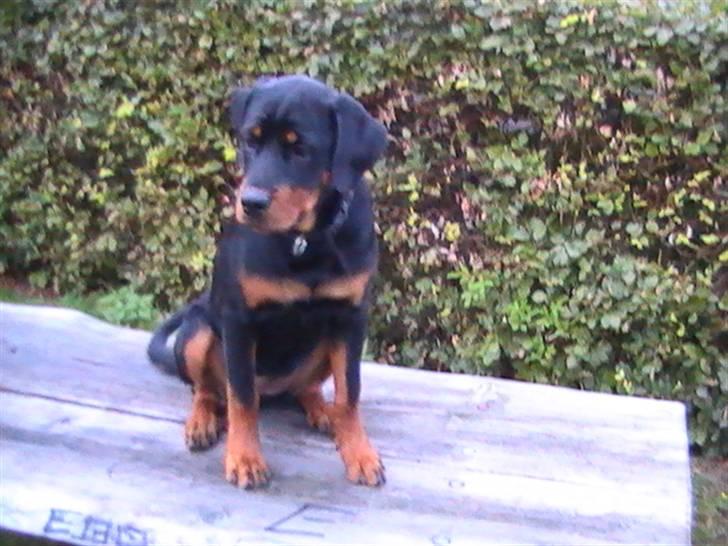Rottweiler Nanci  (Har fået nyt hjem billede 7