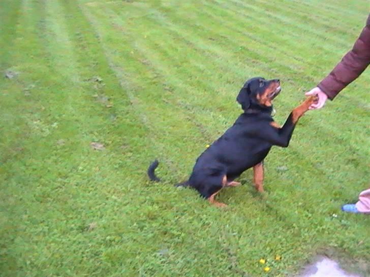 Rottweiler Nanci  (Har fået nyt hjem billede 8