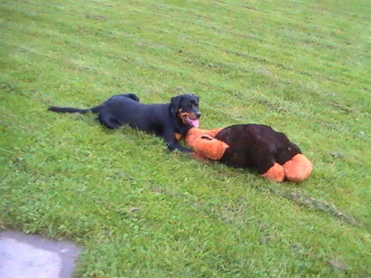 Rottweiler Nanci  (Har fået nyt hjem billede 9