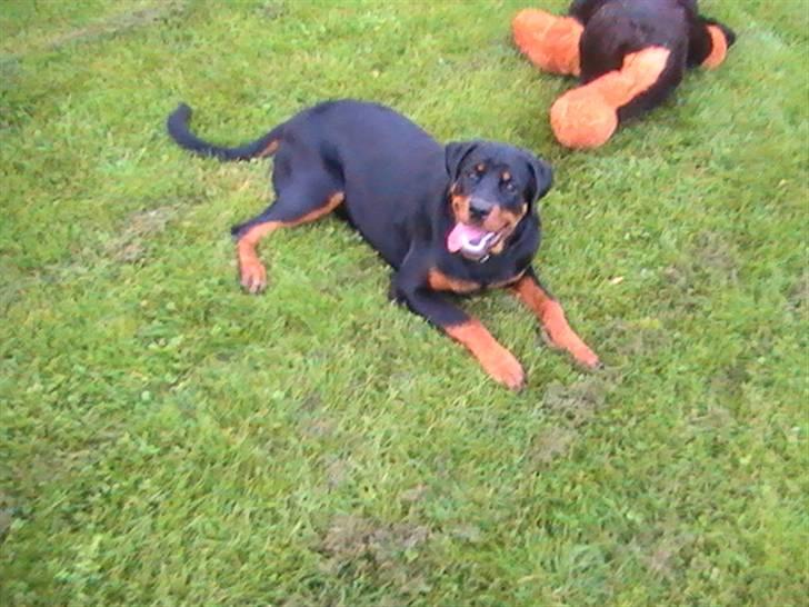 Rottweiler Nanci  (Har fået nyt hjem billede 10