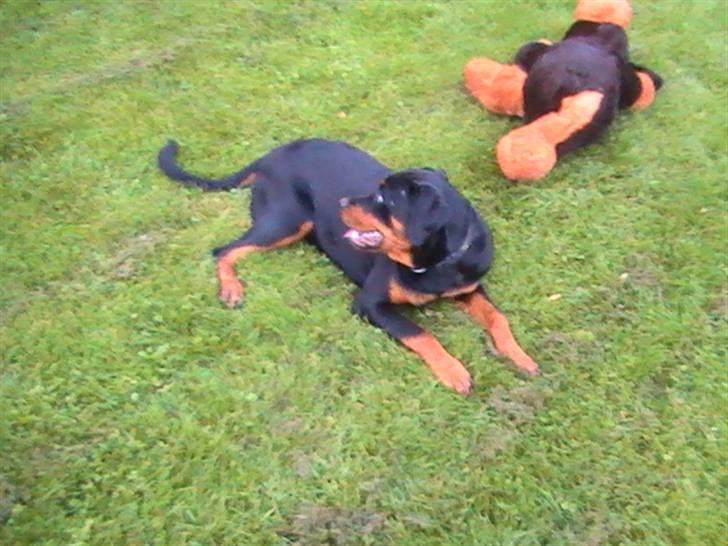 Rottweiler Nanci  (Har fået nyt hjem billede 11