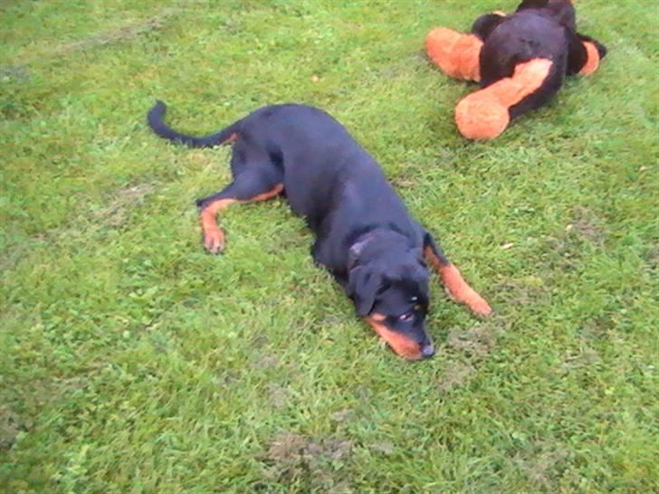 Rottweiler Nanci  (Har fået nyt hjem billede 12