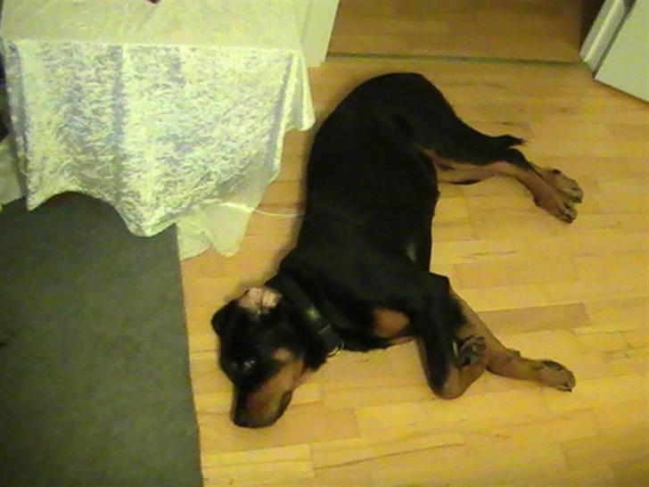 Rottweiler Nanci  (Har fået nyt hjem billede 13