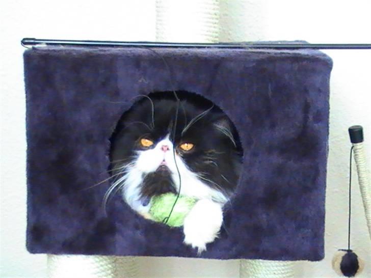 Rottweiler Nanci  (Har fået nyt hjem - billedet af min ven Karlos..  ellllsker og stjæle hans mad billede 14