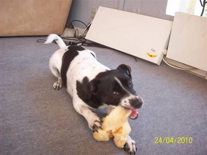 Dansk svensk gaardhund Aslan billede 9