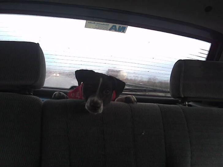 Dansk svensk gaardhund Aslan - "ahhh mor hvorfor skal jeg sidde heromme" billede 10