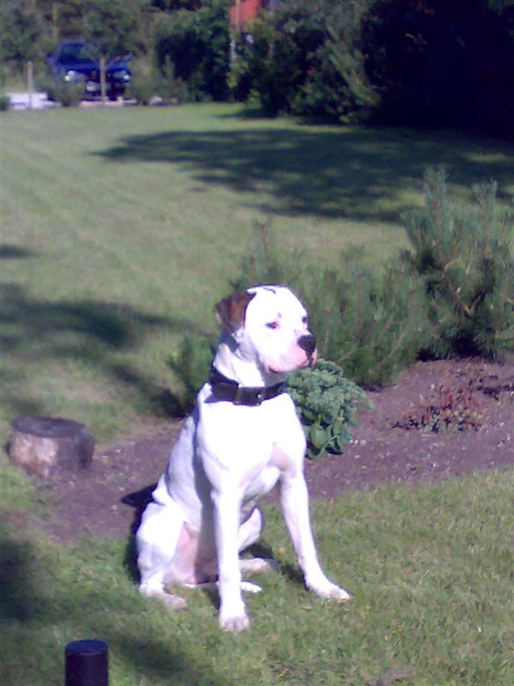 Amerikansk bulldog Hektor billede 1