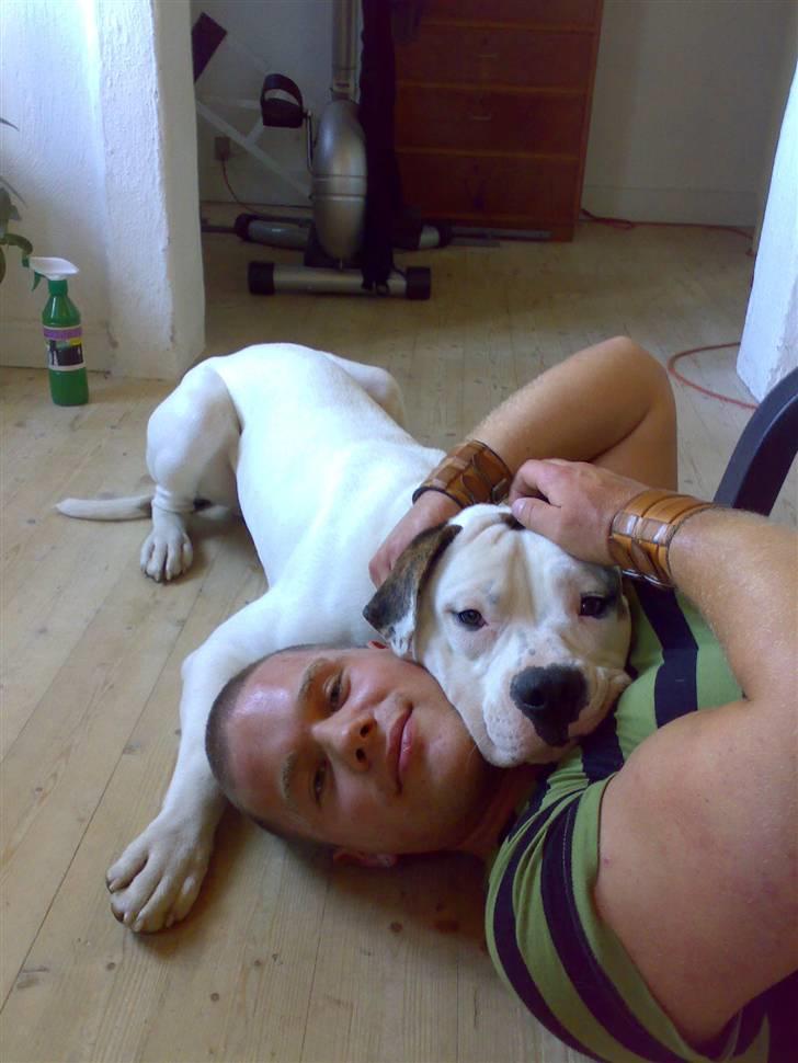 Amerikansk bulldog Hektor - Det er hyggeligt at ligge her med far. billede 2