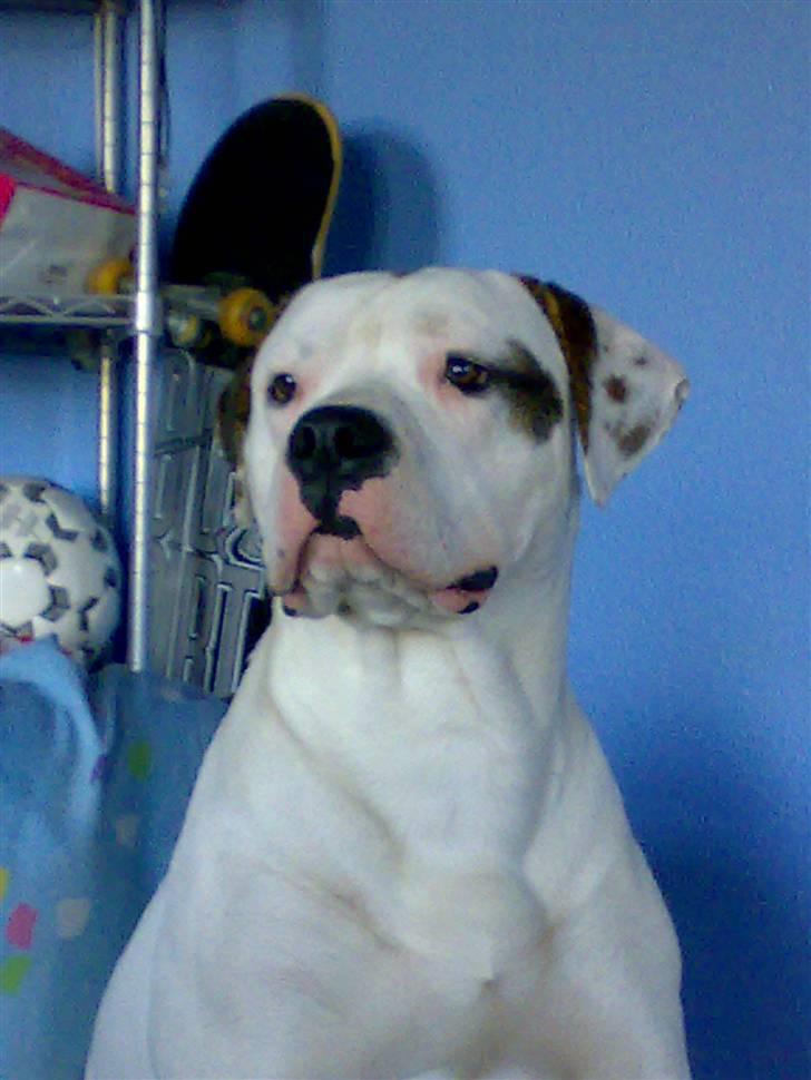 Amerikansk bulldog Hektor billede 3