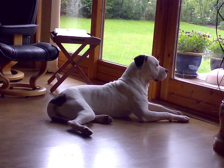 Amerikansk bulldog Hektor billede 4