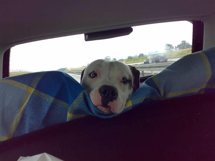 Amerikansk bulldog Hektor billede 5