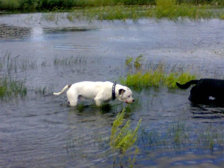 Amerikansk bulldog Hektor billede 6