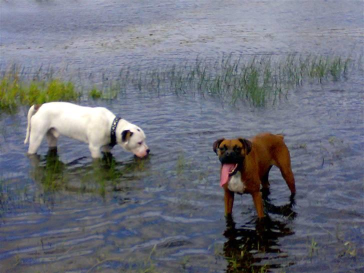 Amerikansk bulldog Hektor billede 7