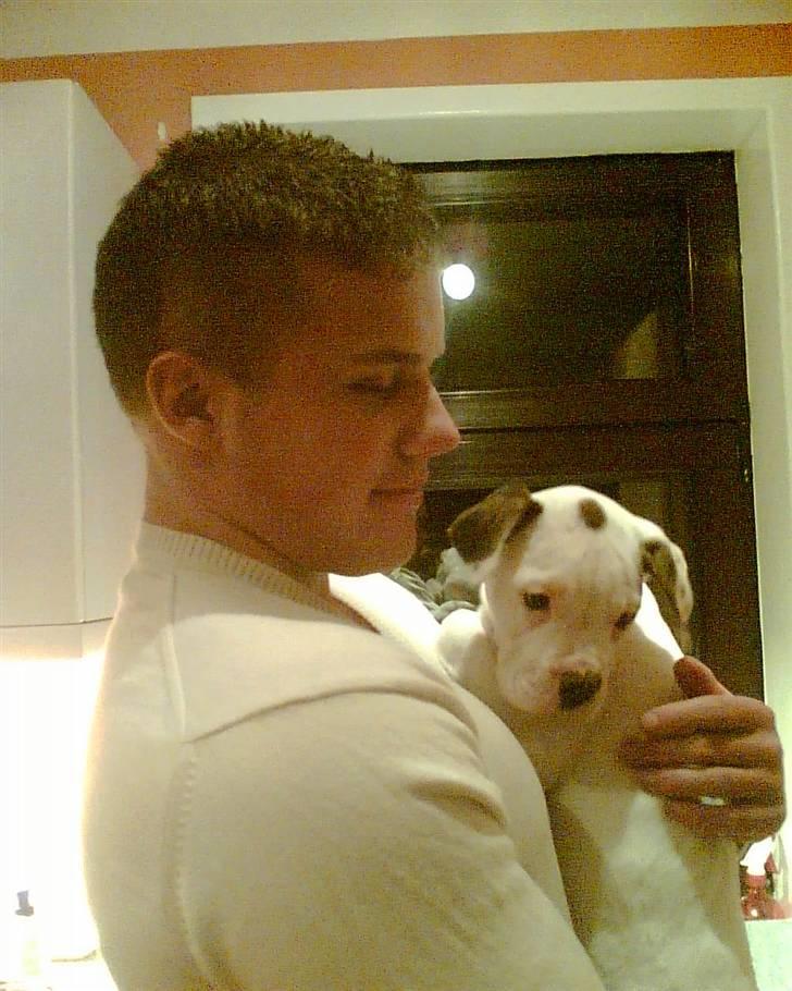 Amerikansk bulldog Hektor - Jah jeg er ikke så gammel her.  billede 8