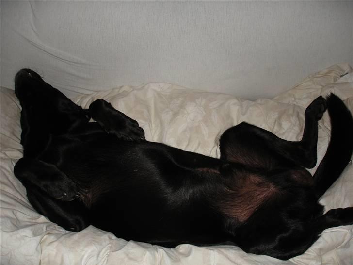 Labrador retriever Butler - ZzzzZZZZzzzz!!! billede 6