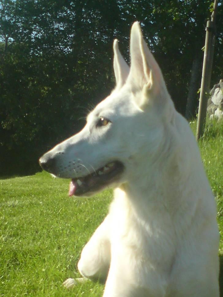 Hvid schæfer Honey de amar billede 2