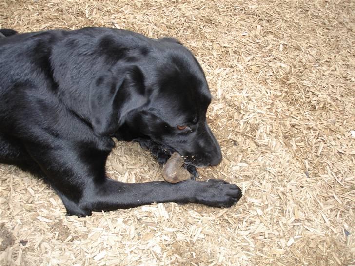 Labrador retriever Butler billede 7