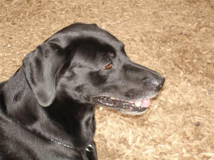 Labrador retriever Butler billede 8