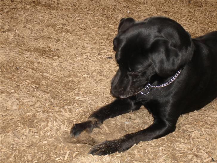 Labrador retriever Butler billede 9