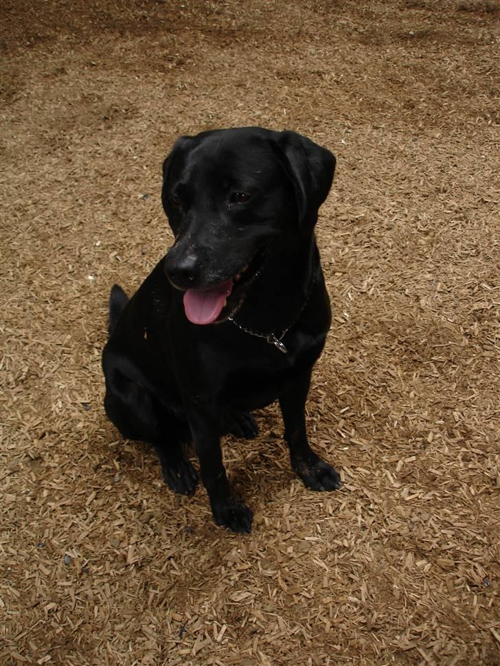 Labrador retriever Butler billede 10