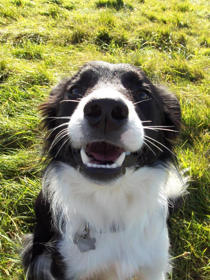 Border collie Pomba - her er min dejlige border collie valp Pomba da han var ca 3 mnd. billede 1