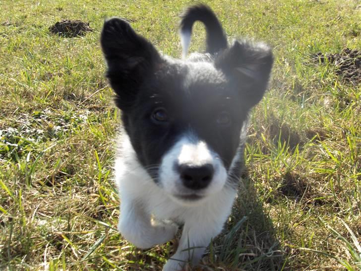 Border collie Pomba billede 2
