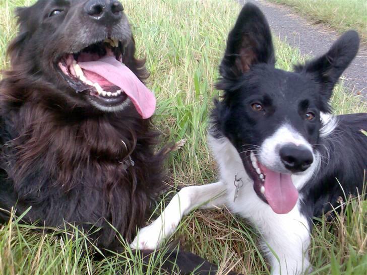 Border collie Pomba - Tex, til venstre, og Pomba til høyre. Bedstevennene..:-) billede 3