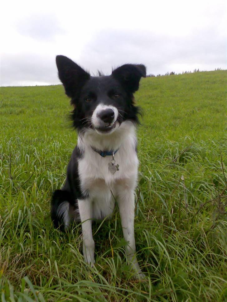 Border collie Pomba - Er han ikke bare flot..? :-) billede 4