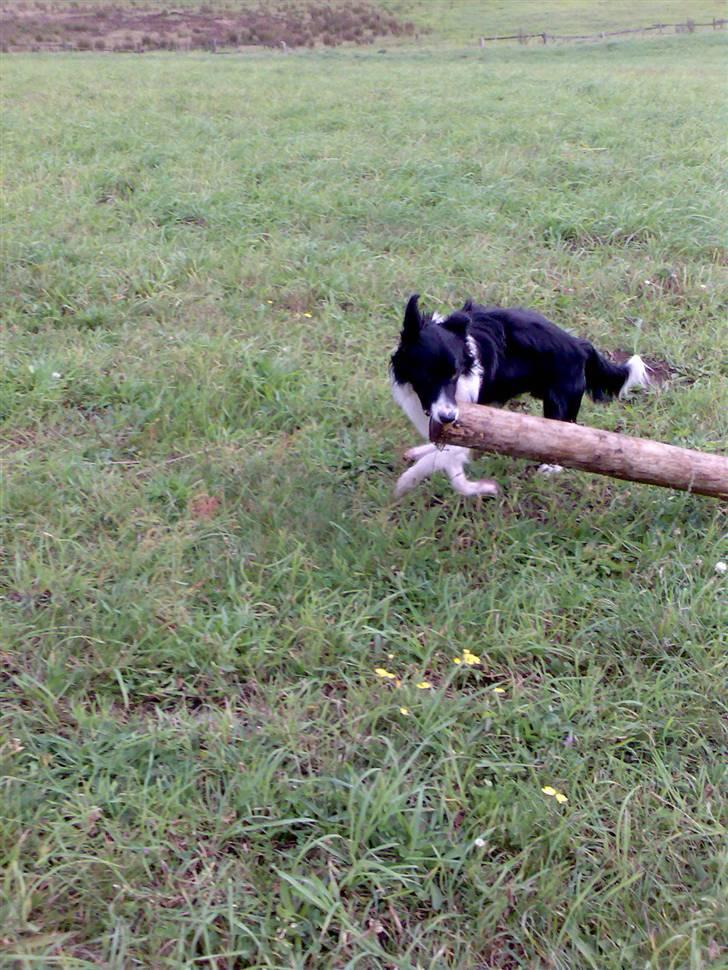 Border collie Pomba - haha jeg har funnet en "pind"...:-) billede 5