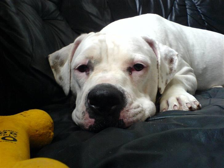 Amerikansk bulldog Holger Junior - søde mus billede 1