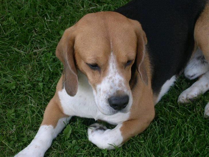 Beagle Lucas - Hvil I Fred  billede 9