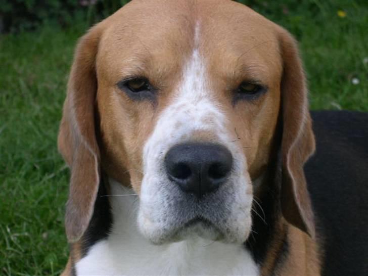 Beagle Lucas - Hvil I Fred  billede 10