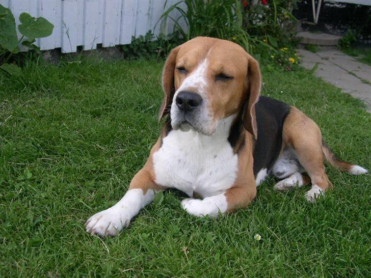 Beagle Lucas - Hvil I Fred  billede 11