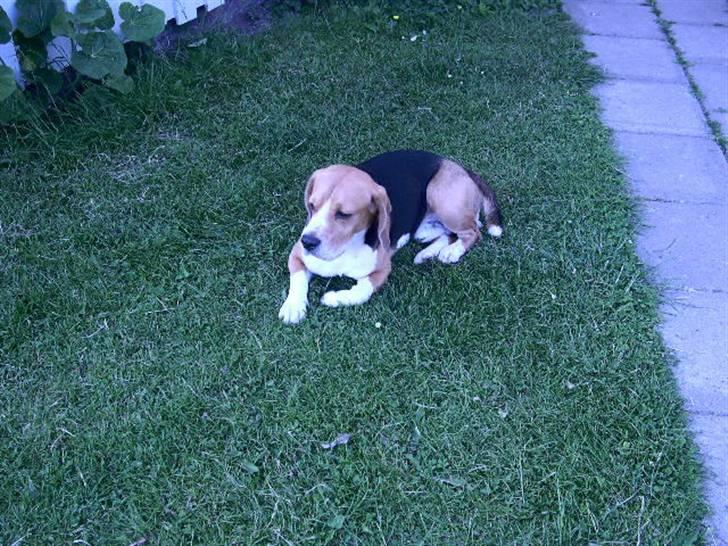 Beagle Lucas - Hvil I Fred  billede 12