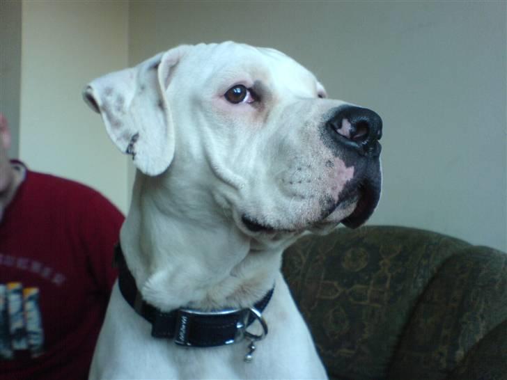 Amerikansk bulldog Holger Junior - der var noget spænde! billede 2