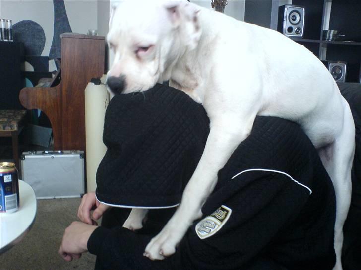 Amerikansk bulldog Holger Junior - krammer!!!! billede 3