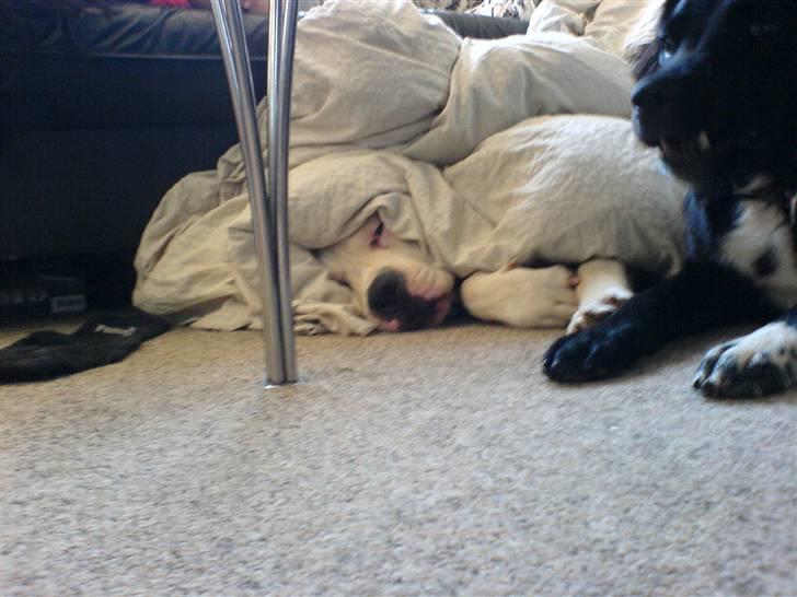 Amerikansk bulldog Holger Junior - dejligt at ligge under dynen billede 4