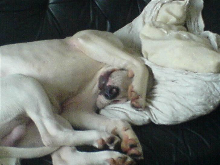 Amerikansk bulldog Holger Junior - sover rigtig godt billede 5