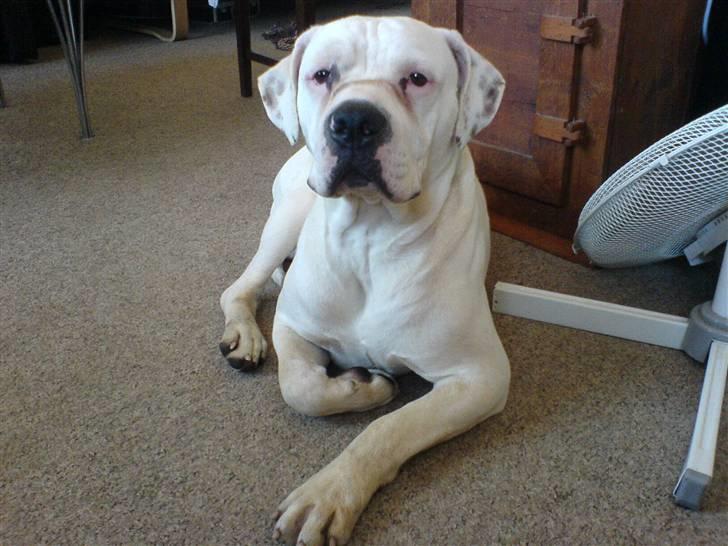 Amerikansk bulldog Holger Junior - flotte dreng!! billede 6