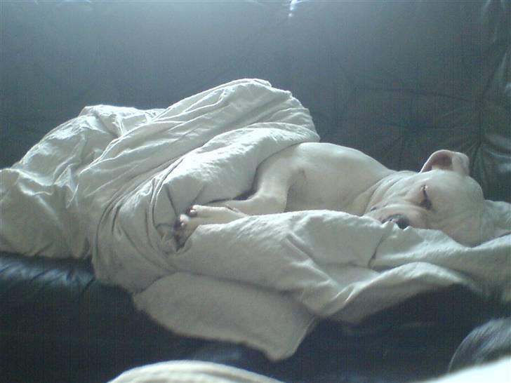 Amerikansk bulldog Holger Junior - snork snork!! billede 7