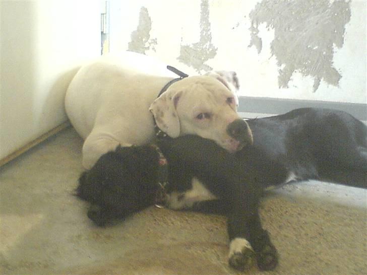 Amerikansk bulldog Holger Junior - ligger og putter med søster iniki billede 8